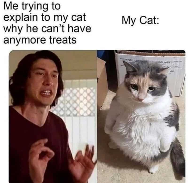 A funny cat meme comparing Adam Driver explaining something to a confused cat standing on two legs about why there are no more treats.