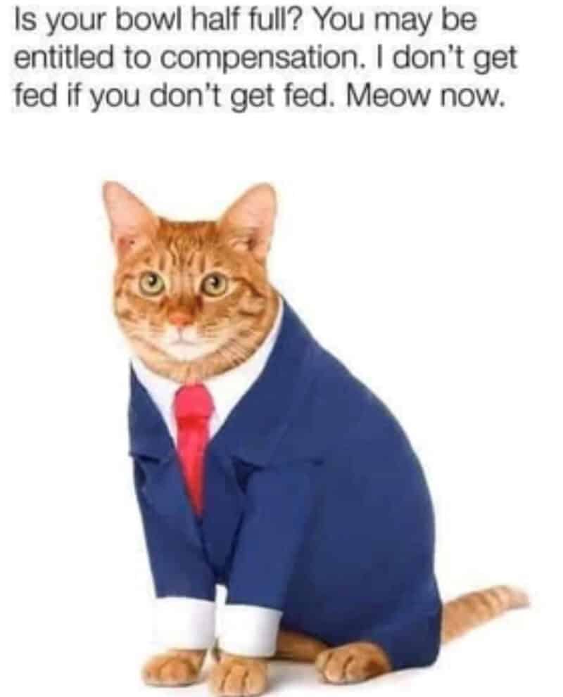 A funny cat meme featuring a cat in a business suit offering legal compensation if your food bowl is only half full.