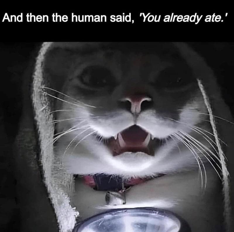 A funny cat meme showing a cat holding a flashlight under its chin like a ghost story to reveal the horror of being told they already ate.