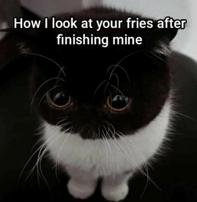A funny cat meme where a cat uses adorable, giant Puss in Boots eyes to beg for your fries after finishing their own.