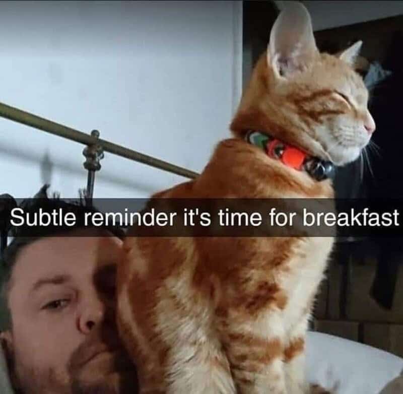 A funny cat meme showing an orange cat sitting directly on a sleeping owner's face as a subtle reminder that it is breakfast time.