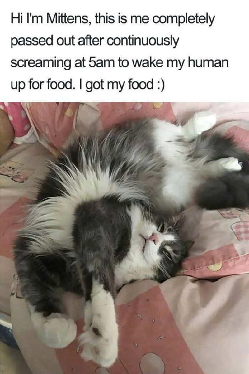 A funny cat meme introducing Mittens, who is fast asleep after exhausting herself by screaming at 5am for food.