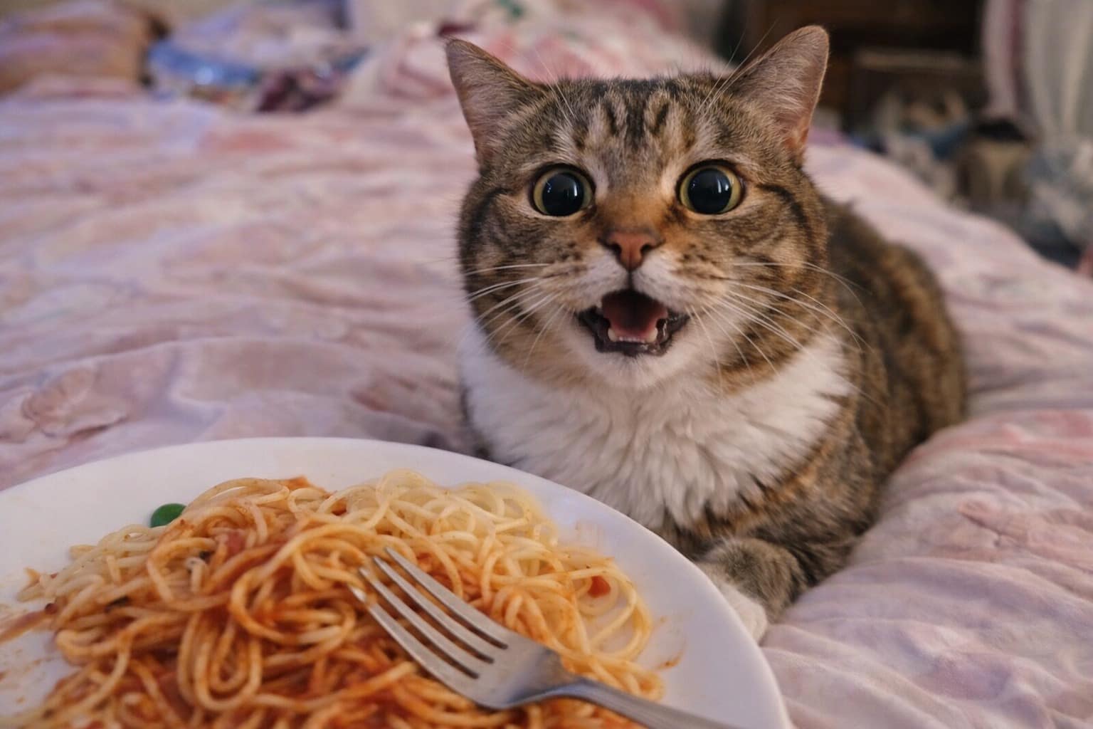 Funny cat memes compilation: A collage featuring a kitten stealing a meatball, a cat dressed as Bernie Sanders asking for support, and a cat in a business suit offering legal compensation.