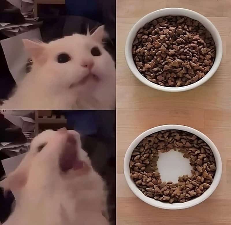A dramatic funny cat photo comparing a cat's calm reaction to a full bowl versus its screaming meltdown over a bowl with a tiny empty spot in the center.