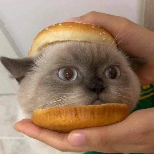 A cute funny cat photo of a patient cat's face sandwiched between two burger buns, turning it into a literal "cat-burger."