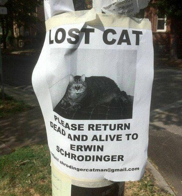 An intellectual cat meme featuring a "Lost Cat" poster for Erwin Schrödinger, asking for the cat to be returned both "dead and alive."