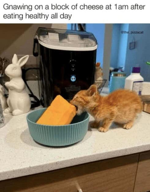 A relatable funny cat photo of a tiny orange kitten ferociously biting into a massive block of cheese to represent failing a diet at 1 AM.