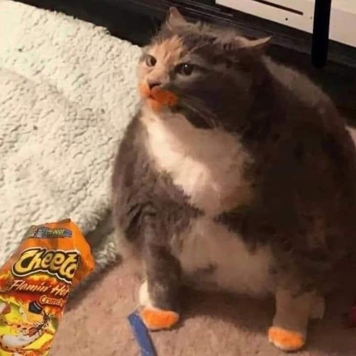 A hilarious cat meme featuring a very round, fluffy cat sitting next to a bag of Cheetos with orange dust edited onto its mouth and paws to look guilty.