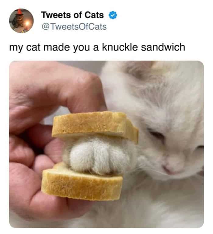 A hilarious funny cat tweet showing a fluffy white cat's paw sandwiched between two small pieces of bread, captioned with the pun "my cat made you a knuckle sandwich."