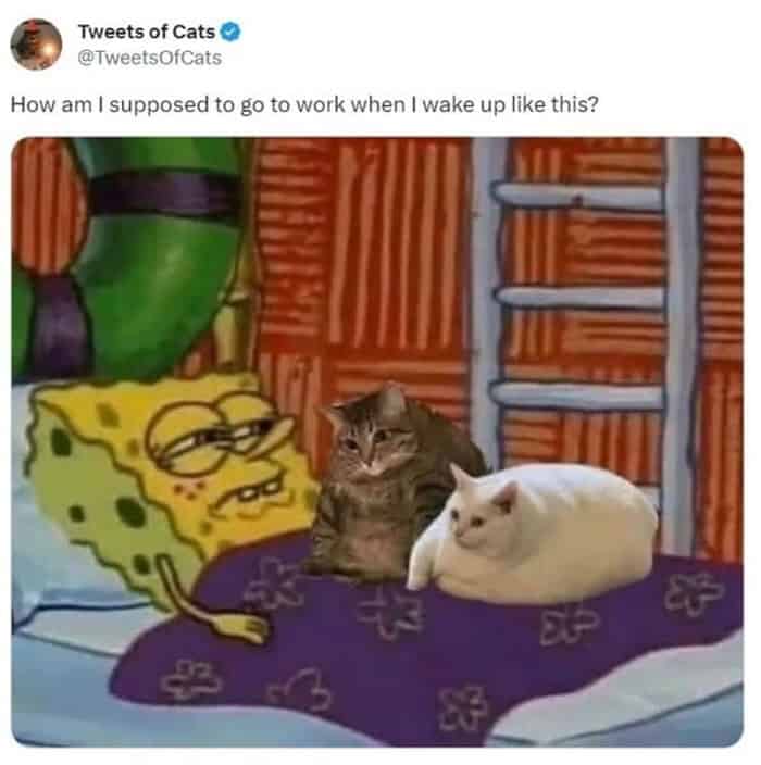 A cozy funny cat tweet using a SpongeBob SquarePants template to depict the struggle of going to work when you wake up next to round, sleeping cats.