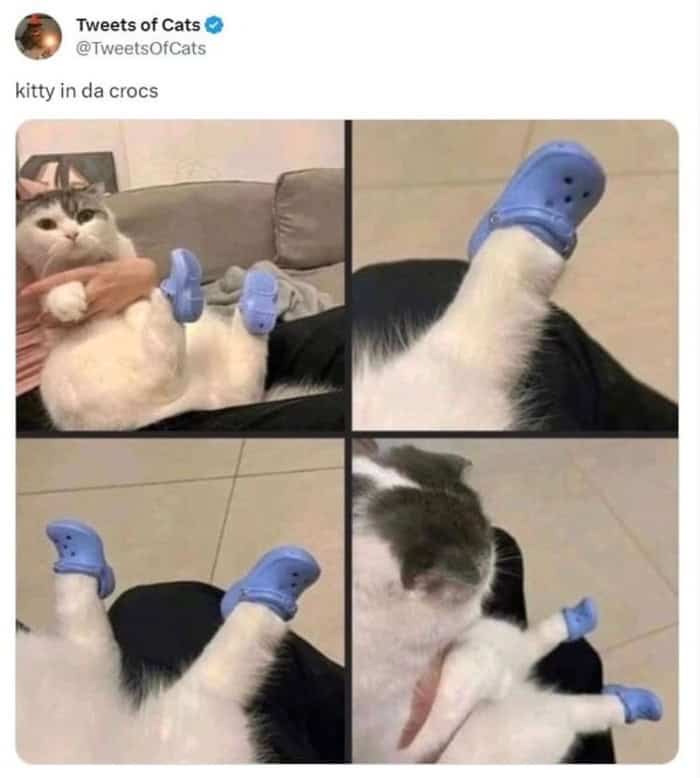 A fashionable funny cat tweet featuring a patient white and grey cat wearing four tiny blue Crocs on its paws, captioned simply "kitty in da crocs."