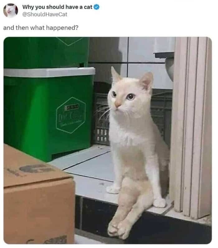 A fashionable funny cat tweet featuring a patient white and grey cat wearing four tiny blue Crocs on its paws, captioned simply "kitty in da crocs."