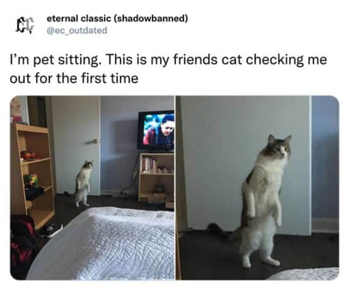 A wholesome funny cat tweet capturing the moment a man runs into his own cat a quarter-mile from home, with the cat smiling widely at the car window.