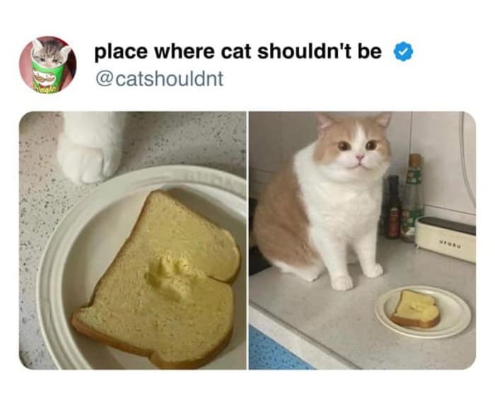 A cute cat meme featuring a round white and orange cat sitting innocently next to a slice of bread that has a perfect paw-shaped indentation pressed into the center.