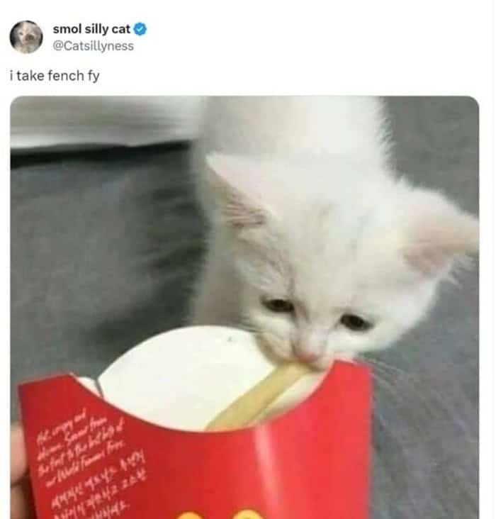 An adorable funny cat tweet capturing a tiny white kitten stealing a french fry from a McDonald's container with the caption "i take fench fy."