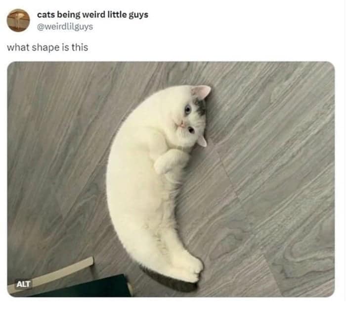 A confusing perspective cat meme showing a white cat lying on the floor in a perfect crescent moon or cashew shape, prompting the question "what shape is this."