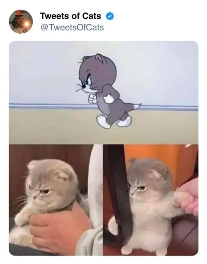 A side-by-side comparison funny cat tweet matching an angry, marching Jerry Mouse cartoon with a real kitten standing on its hind legs looking ready to fight.