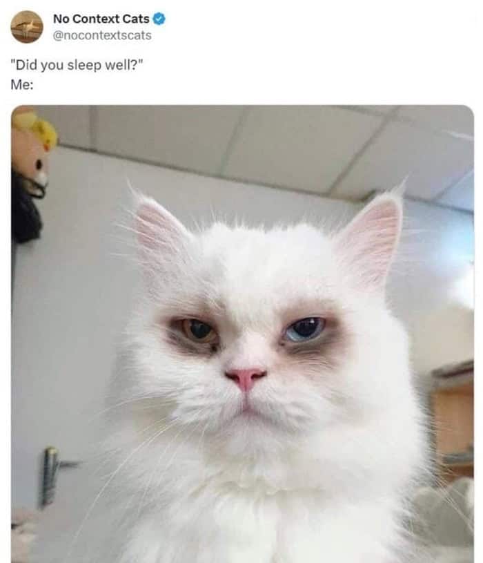 A relatable cat meme for the sleep-deprived, featuring a fluffy white cat with dark markings under its eyes that look like heavy bags, answering the question "Did you sleep well?"