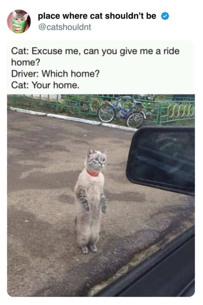 A wholesome funny cat tweet showing a cat standing on its hind legs on a road to look into a car window, captioned with a dialogue about the cat demanding a ride to "Your home."