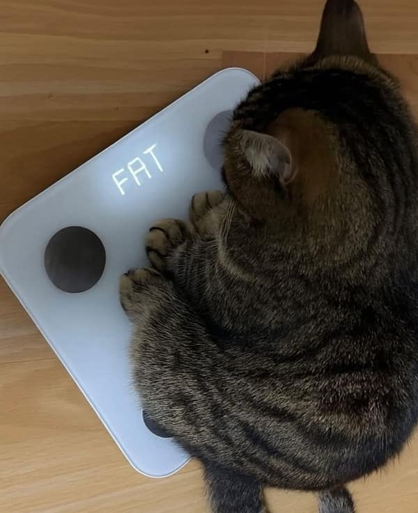 A brutal and hilarious pet funny fail showing a chunky tabby cat innocently sitting on a white digital smart scale that mercilessly displays the word "FAT" on its glowing screen.