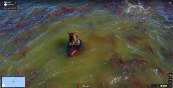 A brown bear standing in a river surrounded by hundreds of red salmon.