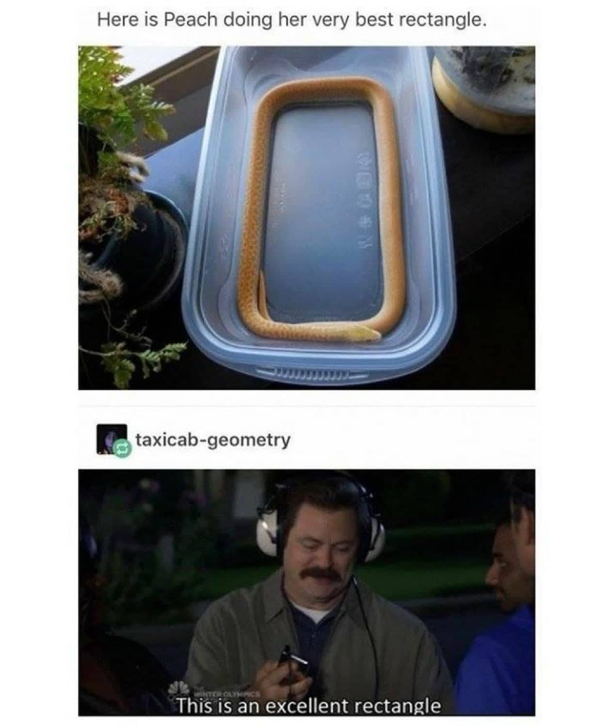 A yellow snake named Peach coiled into a perfect rectangle inside a plastic container.