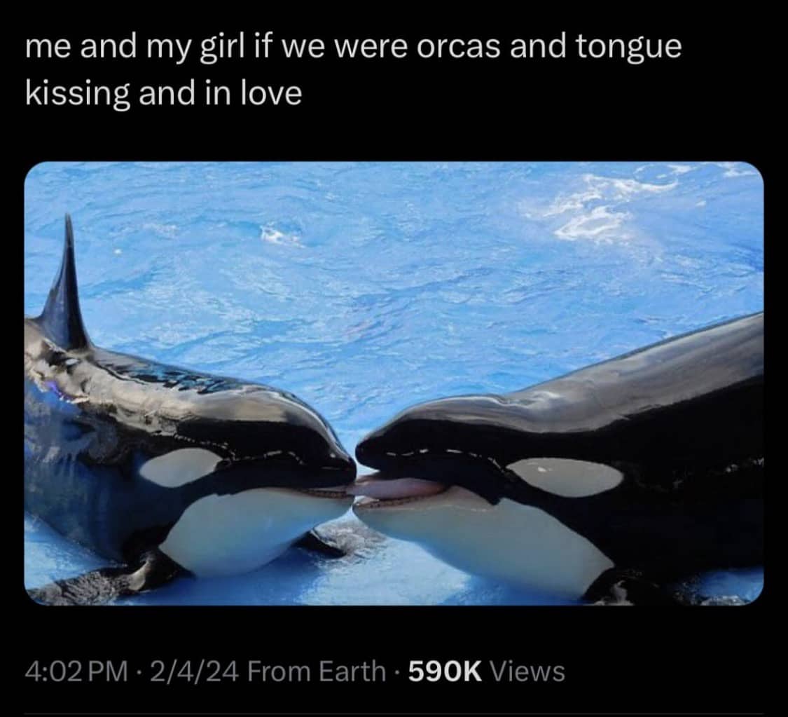 Wholesome and funny meme showing two orcas touching tongues in the water with a romantic caption.
