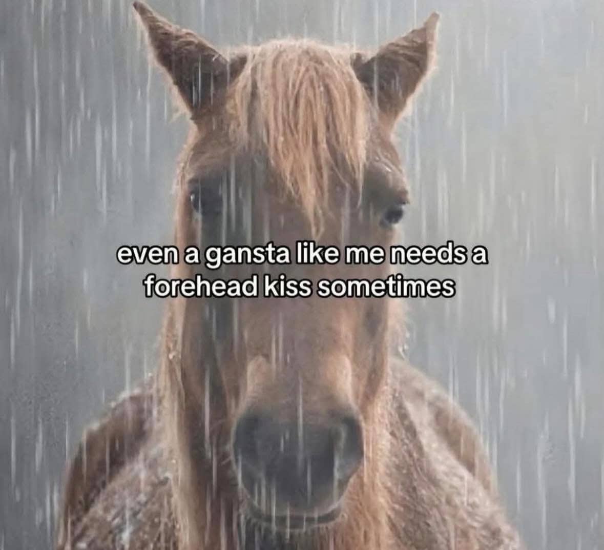 A brown horse standing in the rain with text about needing a forehead kiss.