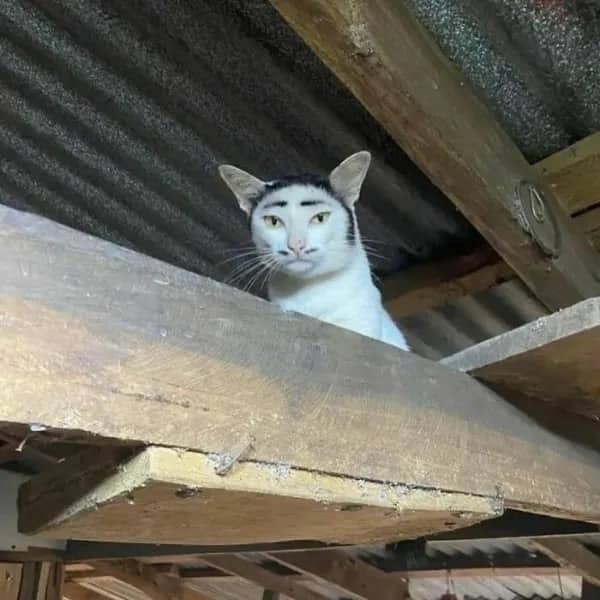 A close-up funny photo of a white cat with natural black markings that look like eyebrows.
