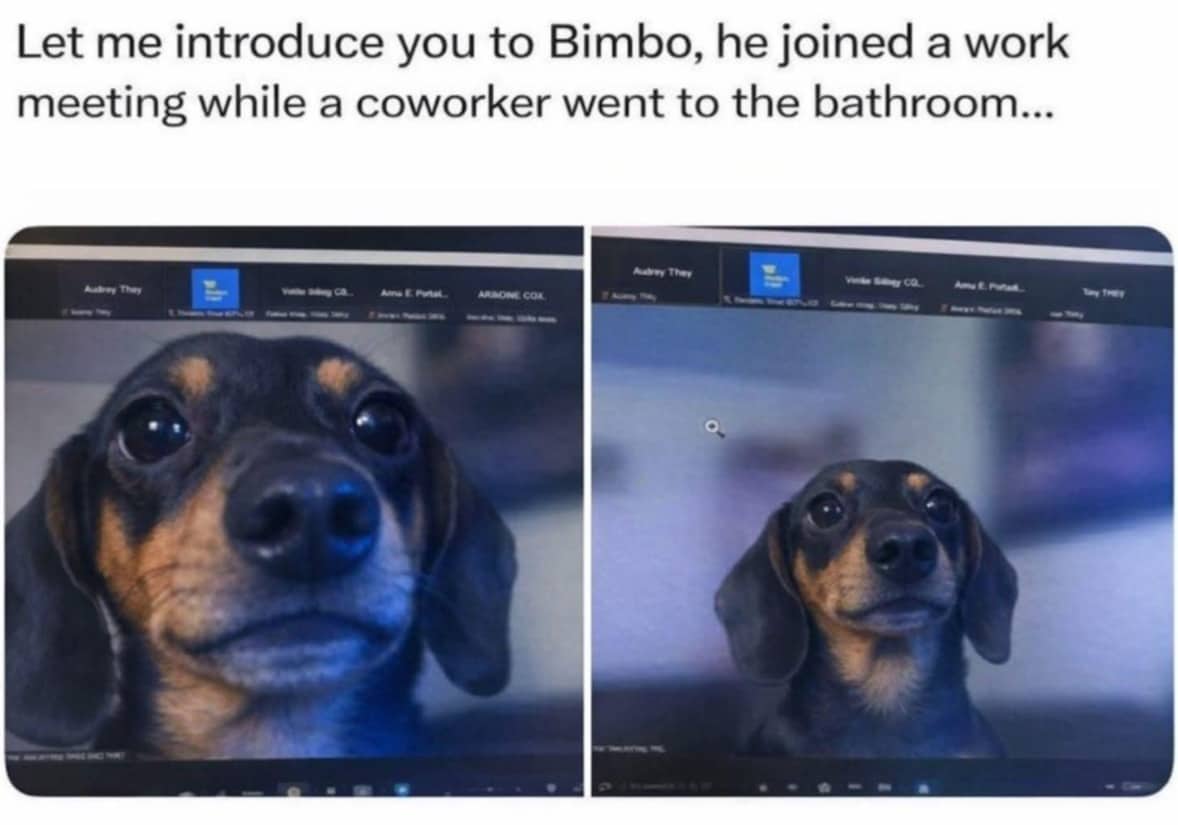 A close-up screenshot of a dachshund dog staring directly into a laptop camera during a work meeting.