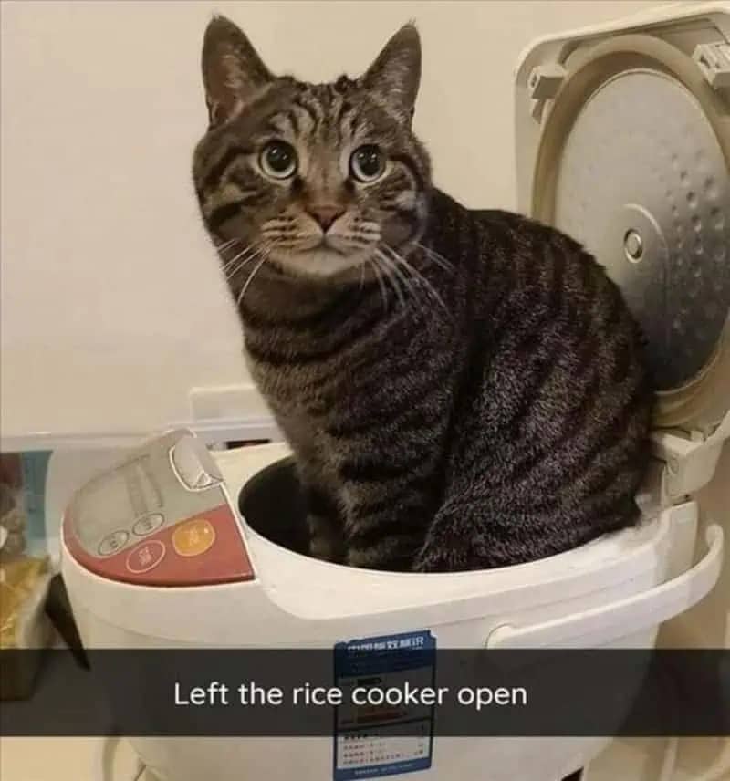 Tabby cat sitting inside an open rice cooker looking surprised while being photographed for a meme.