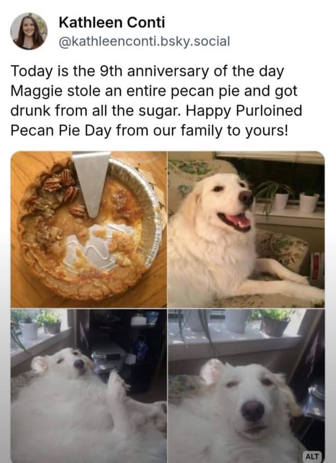 Four-panel collage of a white dog who stole and ate an entire pecan pie.