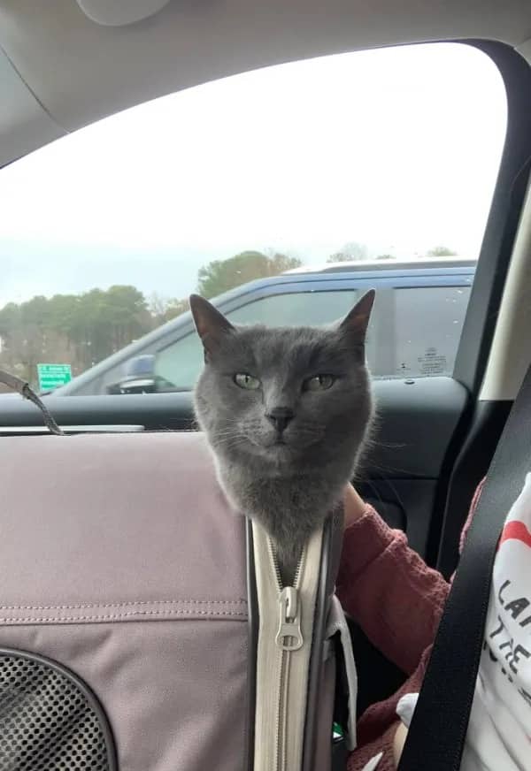 Humorous photo of a grey cat sticking its head out of a carrier while riding in a car.