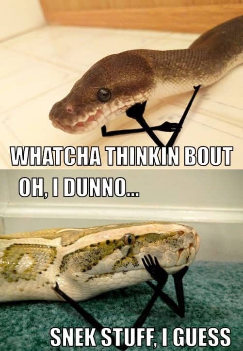 Two-panel meme of snakes with tiny drawn-on arms contemplating life and doing snek stuff.