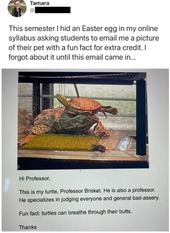 Syllabus email featuring a turtle named Professor Brisket with a fun fact about turtle breathing.