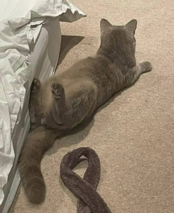 Glitchy photo of a grey cat that appears to have its lower half twisted upside down.