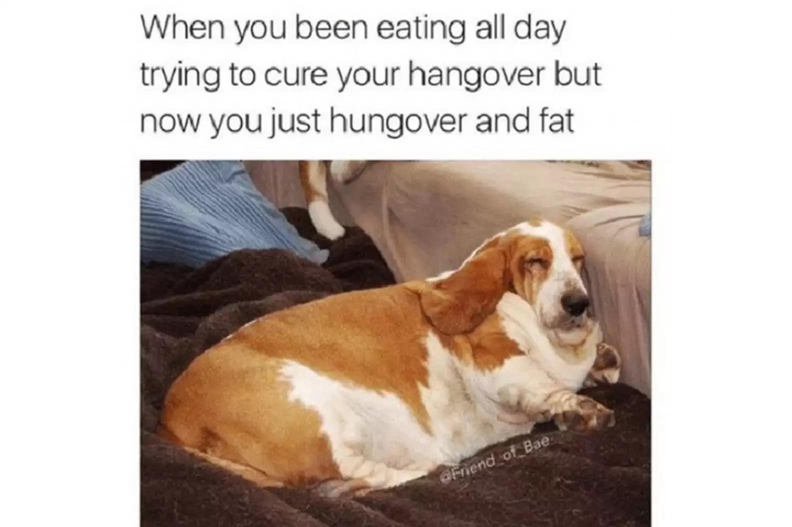 Fat basset hound dog lying on a bed. A relatable hungover meme about binge eating all day to cure morning sickness.