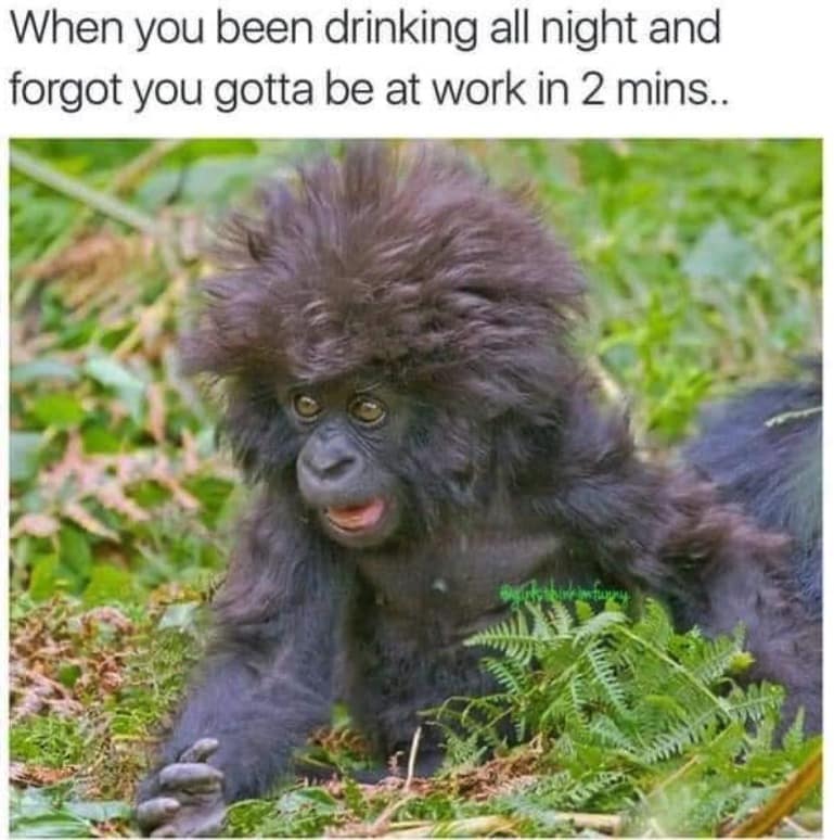 Disheveled baby gorilla looking completely shocked. Represents the sheer panic of drinking all night before a morning shift.