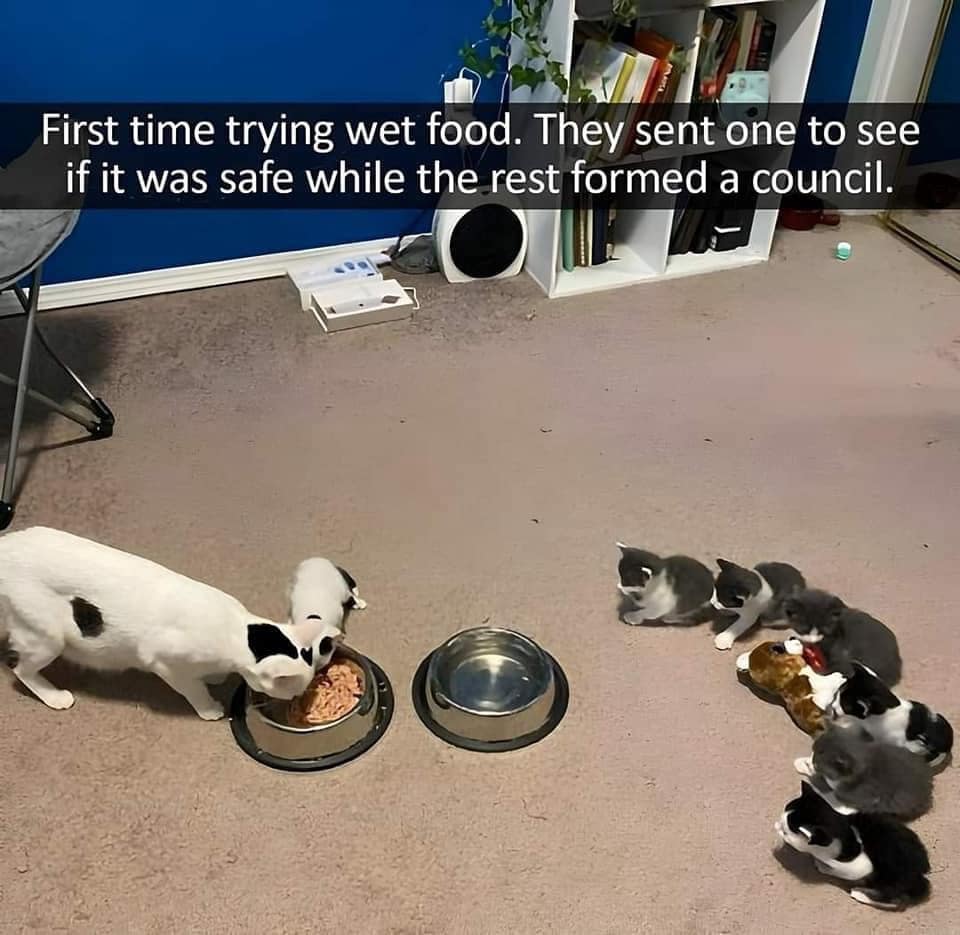 A funny meme showing a group of tiny kittens watching a larger cat eat, captioned about forming a "council" to check if the food is safe.