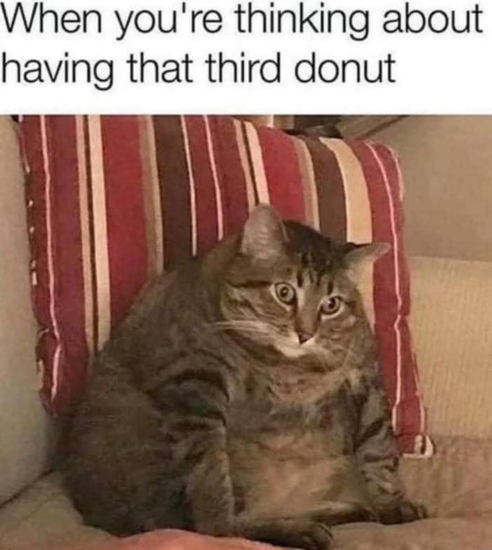 Very fat tabby cat sitting upright on a couch pillow. Relatable internet meme about contemplating eating a third donut.