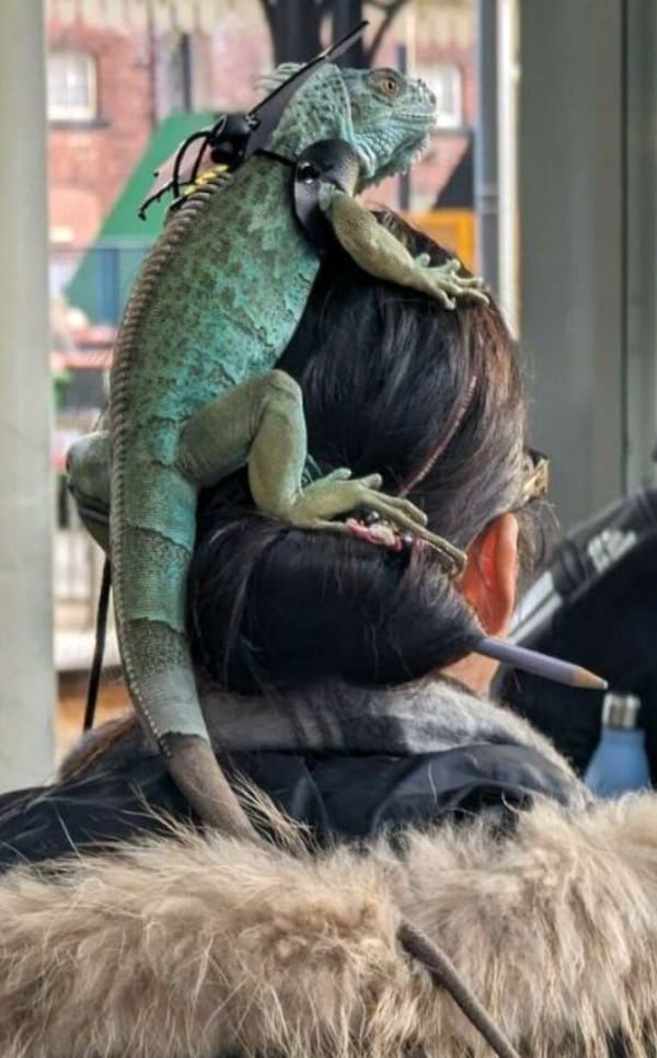 A highly chaotic public sighting featured in this meme dump, showing a woman walking around with a live, harness-wearing green iguana casually resting directly on top of her hair bun that is held together by a single pencil in a classic funny meme.