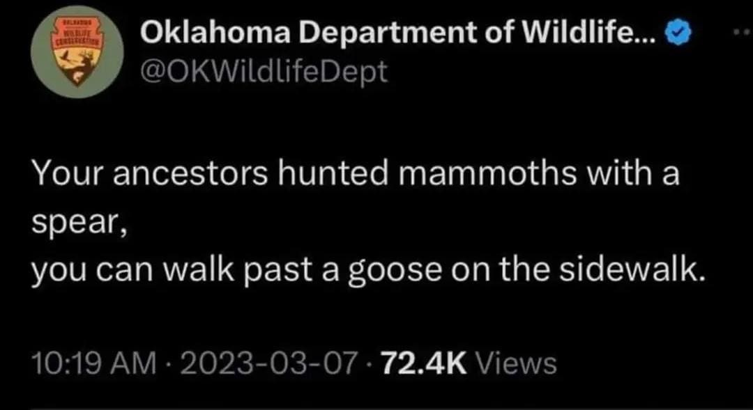 A brilliant wildlife funny meme from a meme dump featuring a tweet by the Oklahoma Department of Wildlife Conservation pointing out human devolution, stating "Your ancestors hunted mammoths with a spear, you can walk past a goose on the sidewalk".