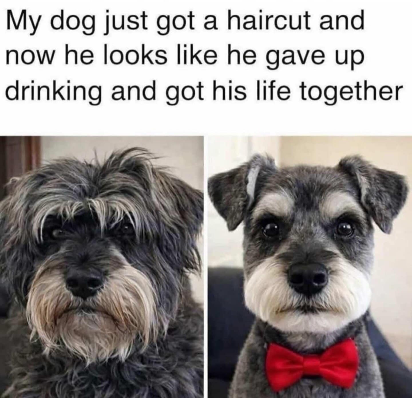 A transformation meme dump comparing a scruffy dog to its groomed self in a bow tie, captioned that it looks like he "gave up drinking and got his life together."