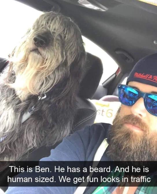 Bearded man taking a car selfie with a giant fluffy dog. The dog's messy fur makes it look like it has a matching beard.