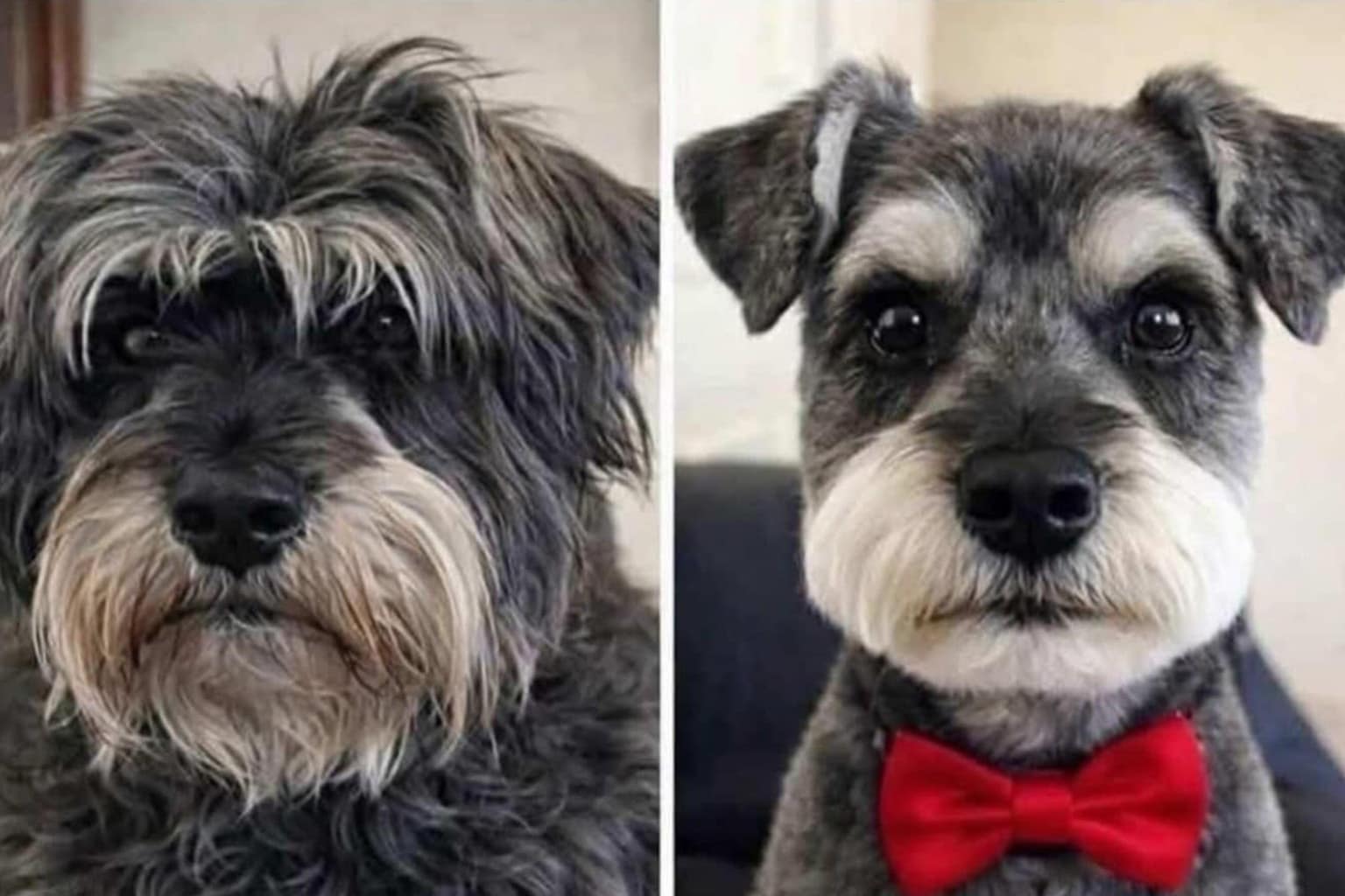 Meme dump compilation: A collage featuring the "Ungovernable Grandpa" with his tracking device theory, the sarcastic "Chicken Bird" linguistic rebuttal, and the passive-aggressive receipt labeling 20% as "the bare minimum."