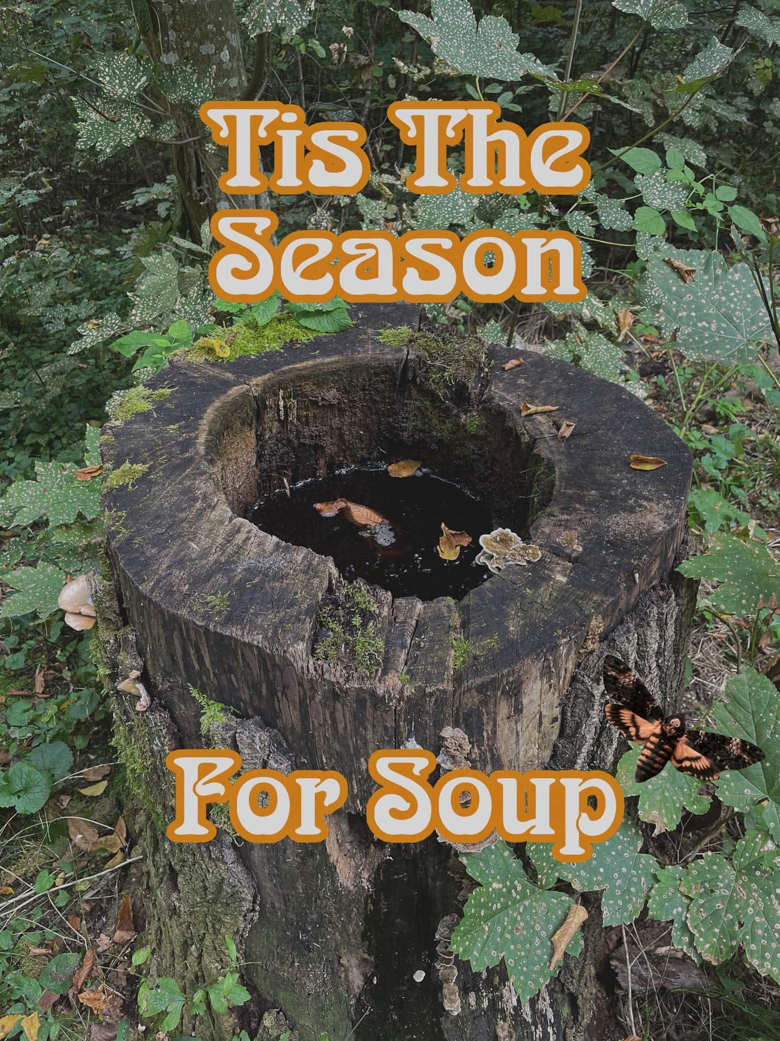 Hollow tree stump filled with dark forest water reading tis the season for soup. A cursed nature joke in this meme dump.