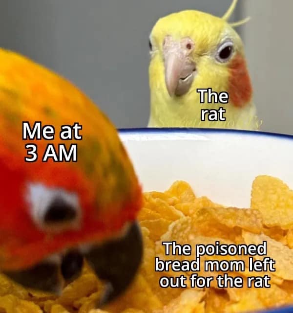 A chaotic funny memes bird image where a parrot labeled "Me at 3 AM" is happily eating "poisoned bread" meant for a rat, while another bird labeled "The rat" watches in confusion.