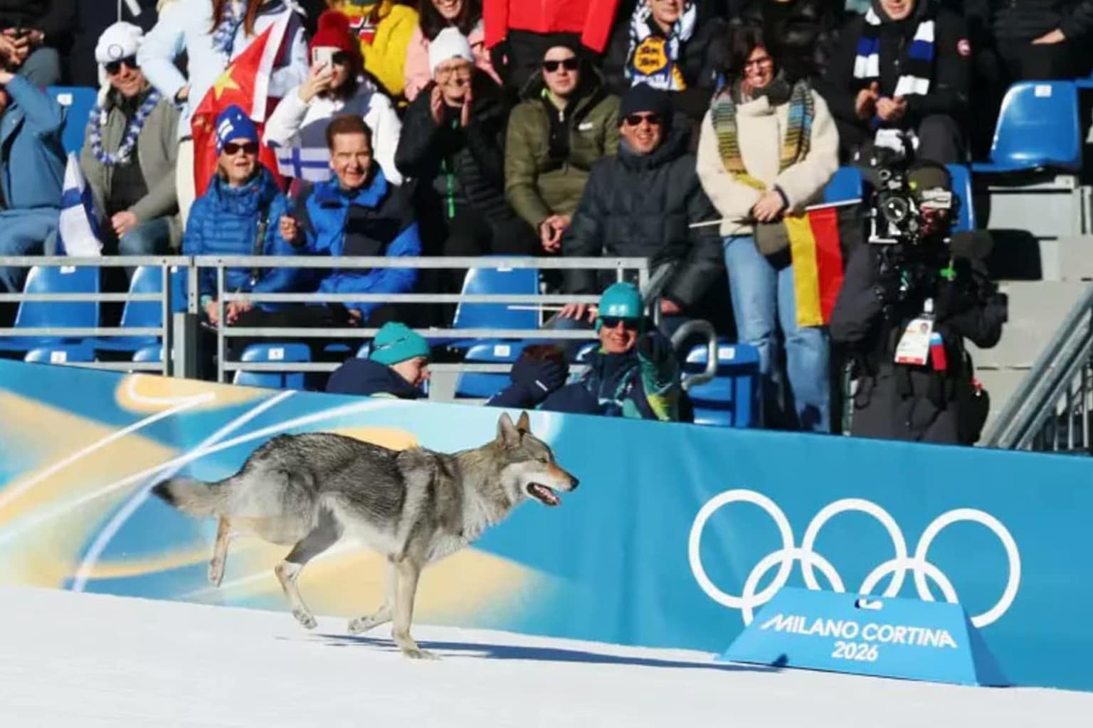 Olympic wolfdog photo compilation: A collage featuring the wolfdog sniffing the Argentine skier, running alongside competitors on the track at the Milan Olympics, and the official OMEGA "photo finish" recording him crossing the line.