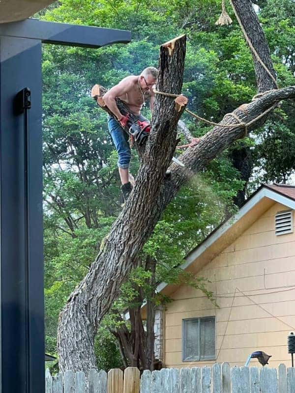 A "hold my beer" style osha meme featuring a shirtless man high in a tree using a chainsaw while balancing on the very trunk he is actively cutting.