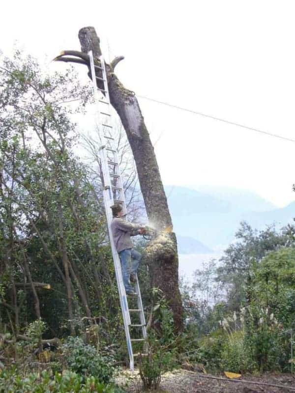 A "Darwin Award" contender osha meme where a man stands on a ladder leaning against the very tree branch he is actively cutting off with a chainsaw.